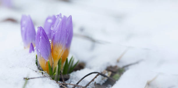 istock Crocus in the snow-covered garden 1372567555
