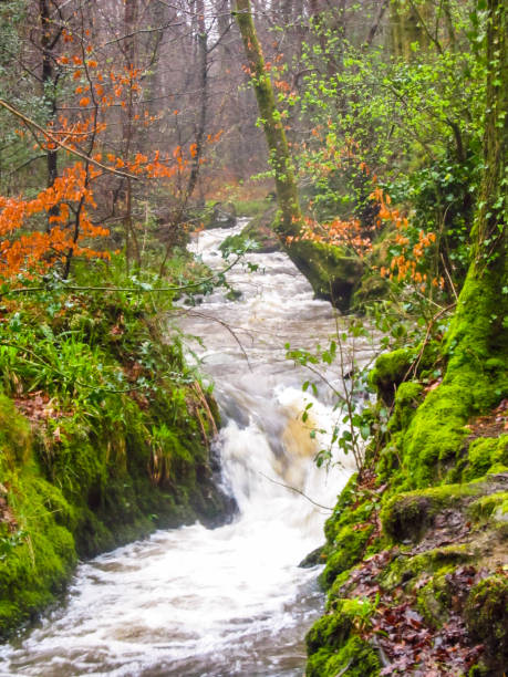 A small rapid in a small fast flowing Stream in a woodland in the Lake District on the UK. Located in the Mountainous regions of Cumbria in North West England, the Lake District is England's largest National Park un pequeño rápido en un pequeño arroyo que fluye rápidamente en un bosque en el distrito de los lagos en el reino unido. ubicado en las regiones montañosas de cumbria en el noroeste de inglaterra, el distrito de los lagos es el parque nacional más gr