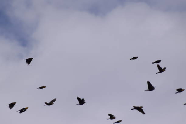 istock birds flying, perched and on the ground 1372569705