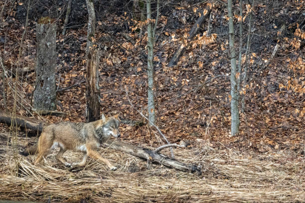 A Grey Wolf (Canis lupus) in the forest. Bieszczady Mountains, Carpathians, Poland.