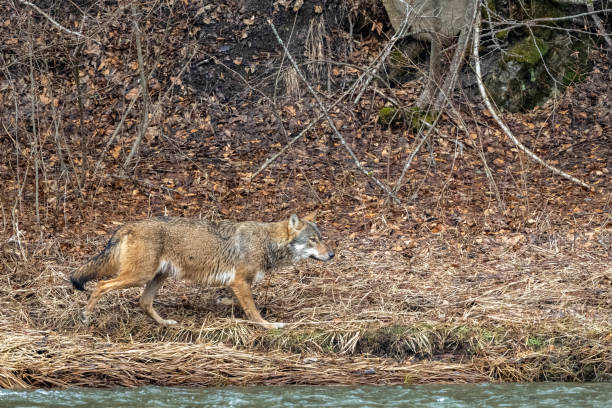 istock A Grey Wolf (Canis lupus) in the forest. Bieszczady Mountains, Carpathians, Poland. 1372570569