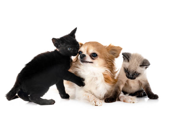 istock chihuahua and kitten 1372571100