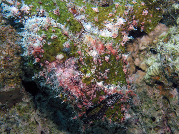 istock A Giant Frogfish (Antennarius commerson) in the Red Sea, Egypt 1372572677