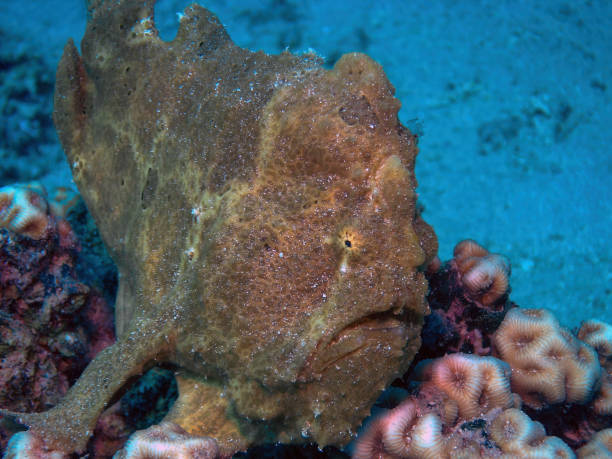 A Giant Frogfish (Antennarius commerson) in the Red Sea, Egypt A Giant Frogfish (Antennarius commerson) in the Red Sea, Egypt red frog fish stock pictures, royalty-free photos & images