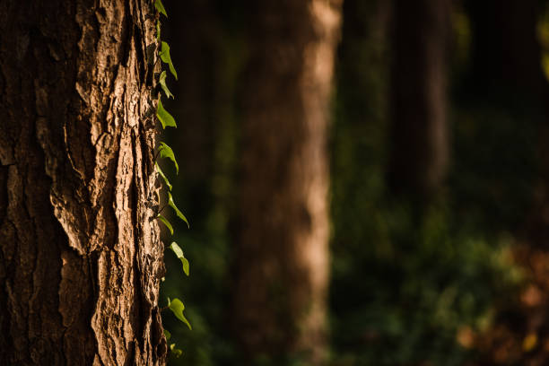 Ray of golden light on a tree with running ivy with golden light at sunset
