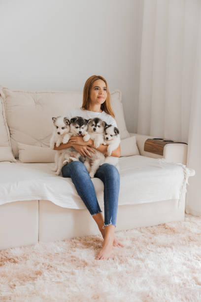 istock Dog Family - Pomsky 1372574112