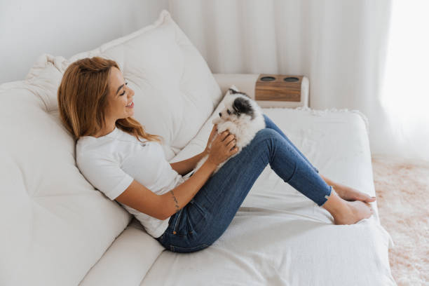 istock Dog Family - Pomsky 1372574144