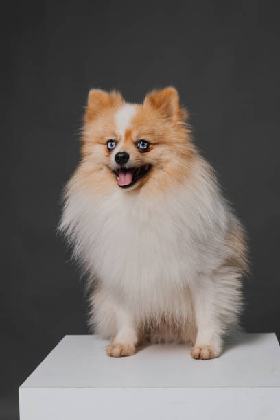 istock Pet Family - Pomsky 1372574243