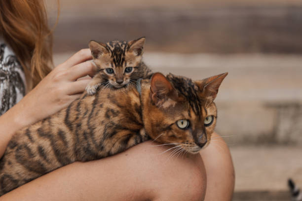 istock Pet Family - Bengal 1372574271