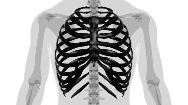 istock Human skeleton anatomy Rib Cage 3D Rendering 1372574431