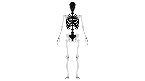 Human Skeleton Axial Skeleton Anatomy 3D Illustration