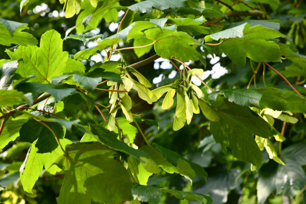 ahornbaum mit früchten - norway maple stock-fotos und bilder