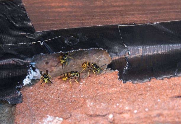 wasps have eaten their way through the gaffer tape between the roof and the wall of a house to build a nest - colony swarm of insects pest animal imagens e fotografias de stock