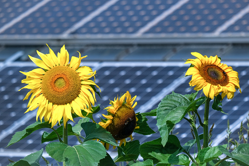 Close-up of large beautiful sunflowers in close-up in front of a huge photovoltaic system in the blurred background, copy space