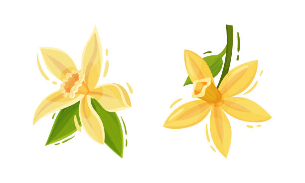 Yellow Vanilla or Vanilla Orchid Flower with Green Leaf Vector Set Yellow Vanilla or Vanilla Orchid Flower with Green Leaf Vector Set. Flavoring Plant and Species Used in Culinary Concept vanilla orchid stock illustrations