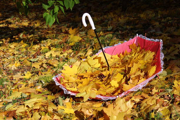 istock Autumn maple yellow leaves in an umbrella 1372578815
