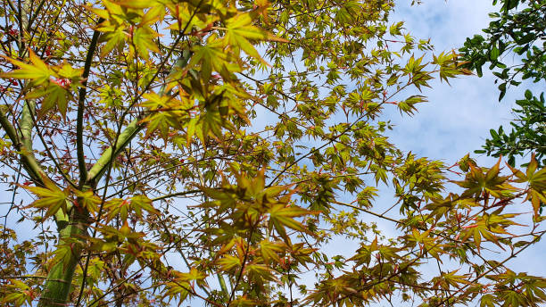 gros plan des feuilles d’acer - natural pattern maple leaf leaf close up photos et images de collection