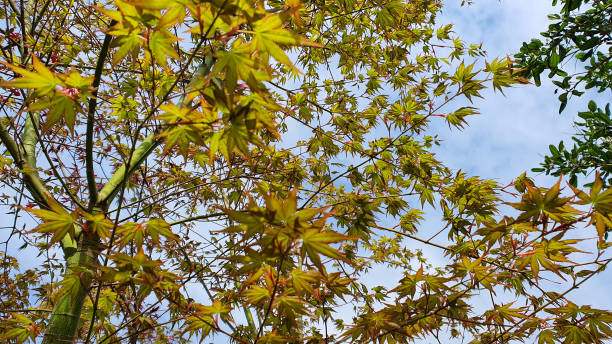 zbliżenie liści acer - natural pattern maple leaf leaf close up zdjęcia i obrazy z banku zdjęć