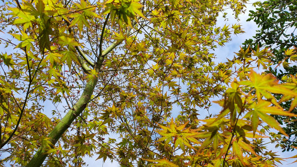 gros plan des feuilles d’acer - natural pattern maple leaf leaf close up photos et images de collection