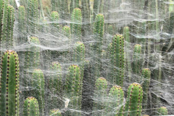 Spiders web Cobweb belonging to Cyrtophora citricola tent-web spider covers vegetation spinning web stock pictures, royalty-free photos & images