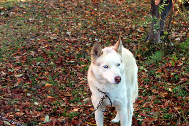 istock Dog husky with blue eyes sitting on a chain 1372582609