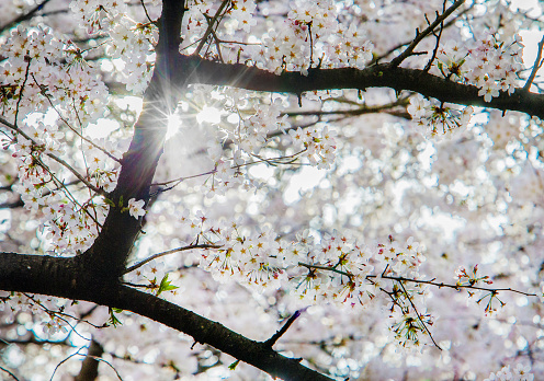 Idyllic White sakura blossoms ( cherry blossom)  in Tokyo, Kyoto, Osaka. Late March (31) in Shinjuku gyoen.  enjoying Sun - sunbeams shine through flowers!