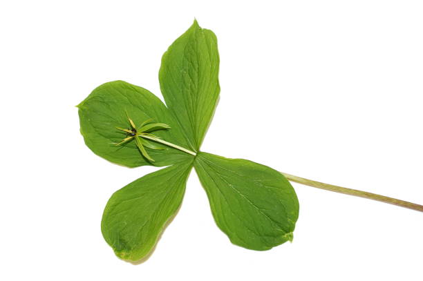 istock The poisonous plant herb Paris 1372582768