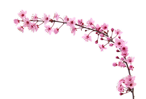 Pink spring cherry blossom. Cherry tree branch with spring pink flowers isolated on white, floral card