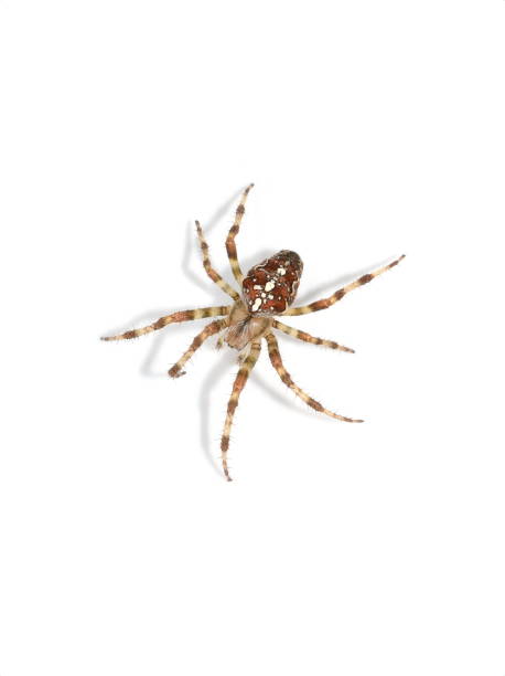 istock European garden spider 1372582883