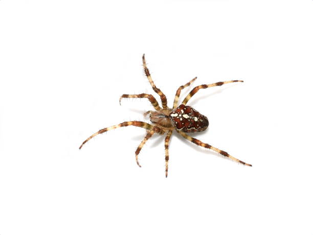 istock European garden spider 1372582900