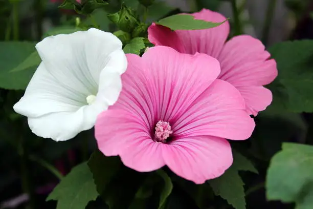 Pink flowers under the name of the lavaera blossomed on the flowerbed