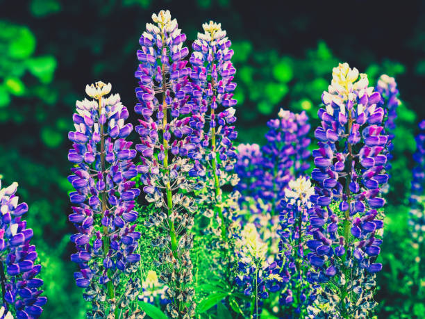 Purple flowers in nature with a blur background.
