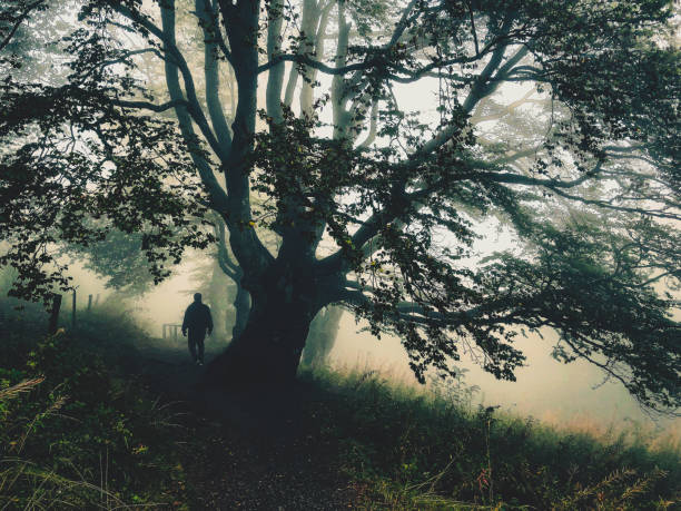 istock I walk under a big tree in the strong fog. 1372585814