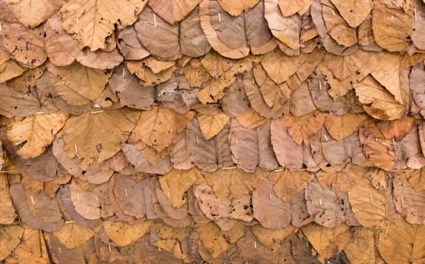 istock dry leaf texture background for fence 1372590054