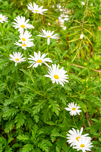 A Chrysanthemum maximum plant blooming in spring