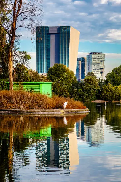 Photo of Lago mayor de chapultepec with a heron in front of the water and the buildings and sky reflected