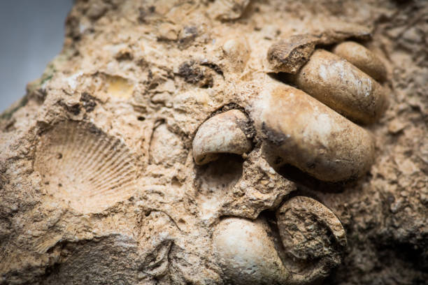 gasteropodi e fossili di conchiglie intrappolati nell'arenaria - roccia sedimentaria foto e immagini stock