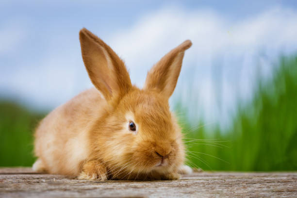istock fluffy red rabbit on a nature background 1372593427