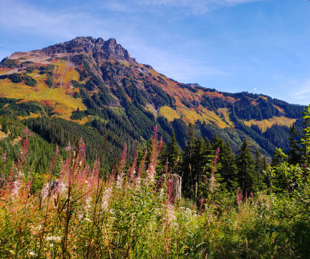 istock Wild flowers and fall colours in the remote mountain wilderness 1372593945