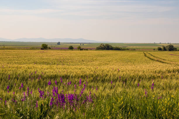 wide bright yellow field of wheat and flowers in spring