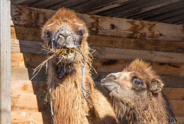 Camels in the farm stock photo