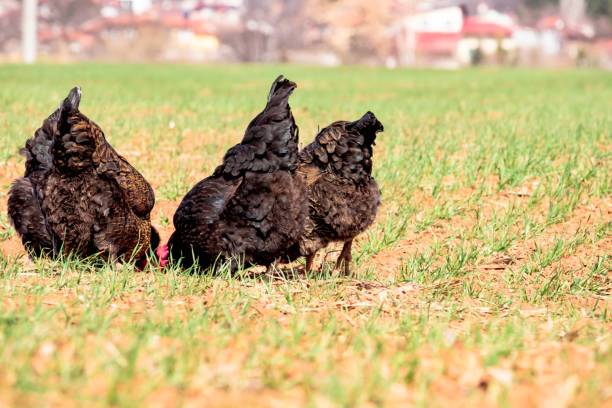 i chikens pascolano nel campo - chicken friendship three animals color image foto e immagini stock