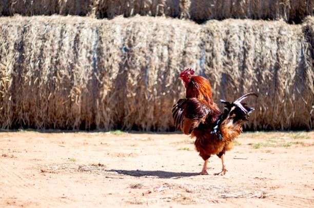 The portrait of a bright colorful rooster Big colourful rooster is dancing in the farm, on the background of haystacks rooster open wings stock pictures, royalty-free photos & images