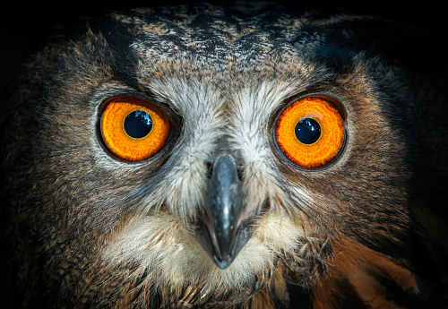 Close shot of the eyes of an eurasian eagle-owl (Bubo bubo).