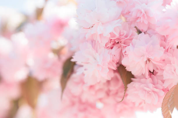 istock Blurred background beautiful floral spring background. Spring sakura flowers. 1372596850