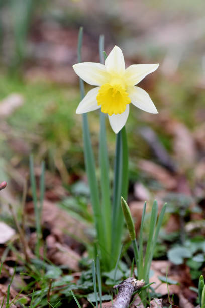 zoom en el entorno natural narciso narciso - daffodil winter narcissus yellow single flower fotografías e imágenes de stock