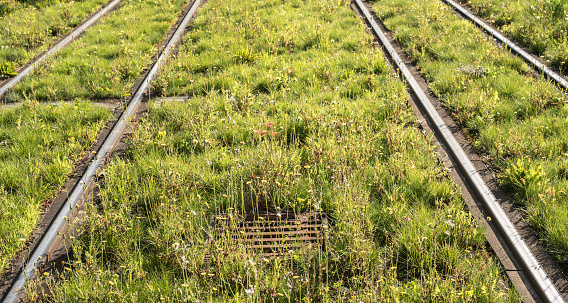 tramway lines in sunlight with grass and wildflowers between the steel tracks