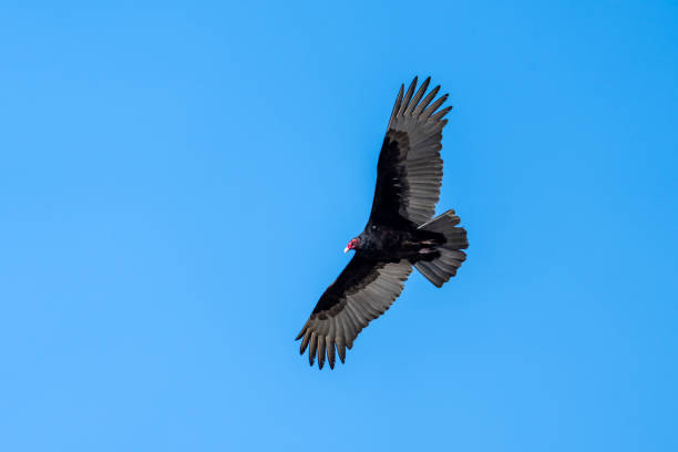Turkey Vulture Flying High
