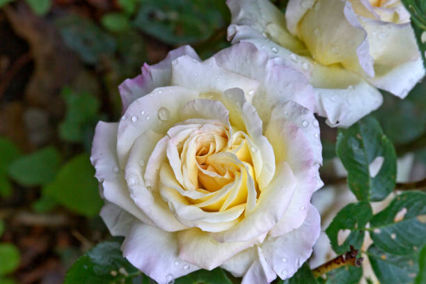 istock Peace Tea Roses, Symbol of Peacetime 1372597614