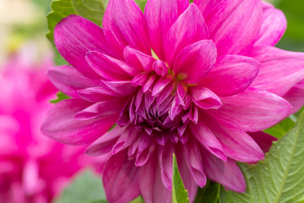 istock Fresh purple dhalia flowers closeup background 1372599049